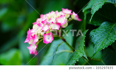 Hydrangea is fresh with water droplets and shines with green leaves! 103297835