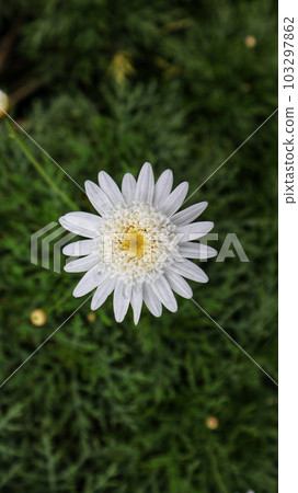 White flower Marguerite daisy or Argyranthemum frutescens or Paris daisy ornamental plant for private garden and public park. 103297862
