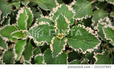 Coleus plant or Miana green lipstick or miana green white colorful leaf. Coleus plant or Miana green lipstick or miana green white colorful leaf. 103297865