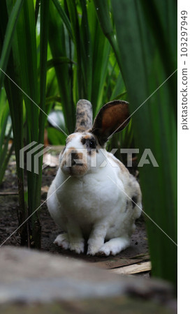 Rex rhinelander rabbit in the green garden sitting and watching curiously. Rex rhinelander rabbit in the green garden sitting and watching curiously. 103297949