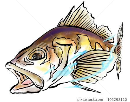 石斑魚水彩插圖 石斑魚水彩插圖 103298110