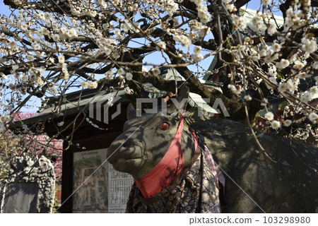 北野天滿宮白梅花和納德牛肉 103298980