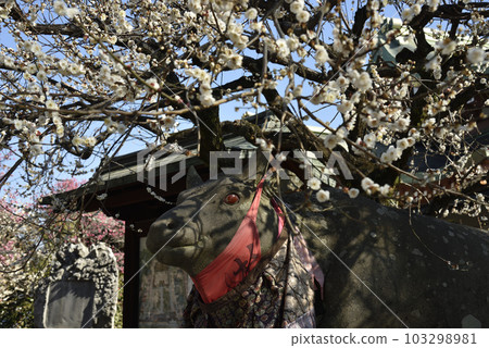 北野天滿宮白梅花和納德牛肉 103298981