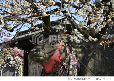 北野天滿宮白梅花和納德牛肉 103298982