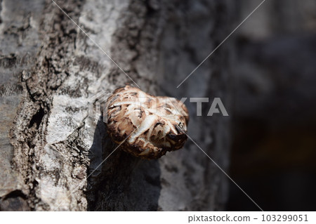 Mushroom log cultivation 103299051