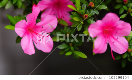 Two shots of azaleas blooming in front of my apartment 103299104