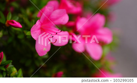 Beautiful azaleas blooming in front of my apartment 103299105