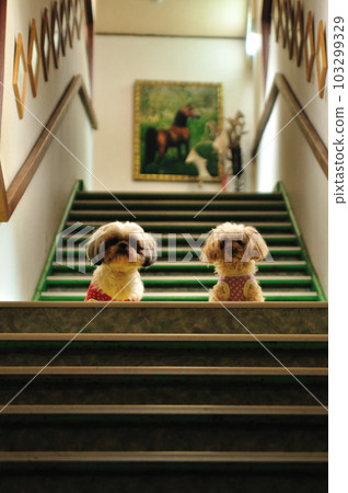 Pet-friendly hotel / Stairs / Dog (dog) 103299329