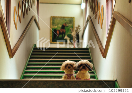 Pet-friendly hotel / Stairs / Dog (dog) Pet-friendly hotel / Stairs / Dog (dog) 103299331