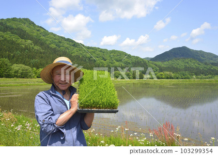 A smiling old man planting rice with a seedling box 103299354