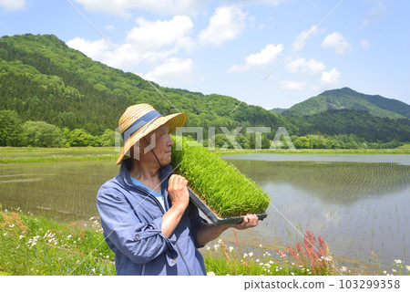A smiling old man planting rice with a seedling box 103299358