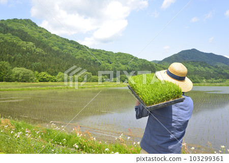 Back view of a senior planting rice with a seedling box Back view of a senior planting rice with a seedling box 103299361