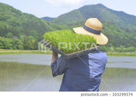 Back view of a senior planting rice with a seedling box 103299374