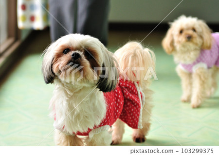 Indoor dog, pet dog and owner 103299375