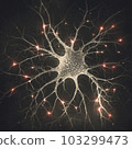 Human Nervous System 103299473