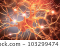 Human Nervous System 103299474