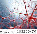 Human Nervous System 103299476