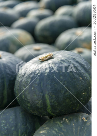 南瓜 103299504