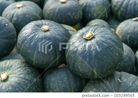 南瓜 103299505