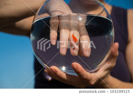 A woman catches a goldfish with her hand from a round aquarium. 103299525