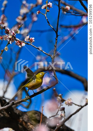 梅花和白眼 103299596