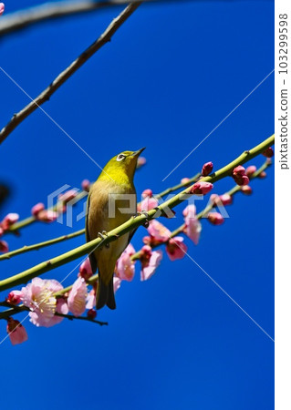 呆在梅枝上的白眼 103299598