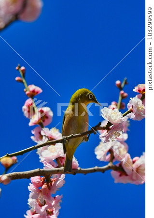 Mejiro吮吸梅花的蜂蜜 103299599