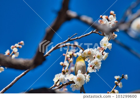 野鳥從花中喝花蜜 103299600