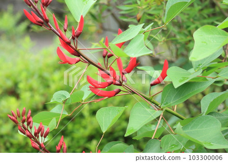 開花在初夏的珊瑚植物 開花在初夏的珊瑚植物 103300006