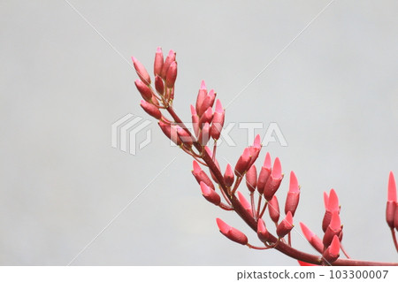beautiful red coral 103300007