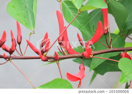 red chestnut flower 103300008