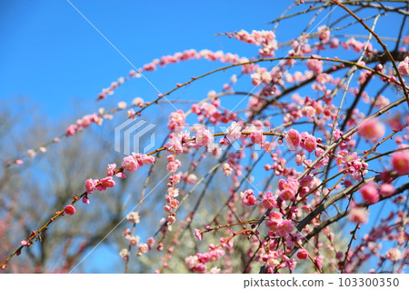 粉色垂枝梅 Gofuku Shidare 103300350