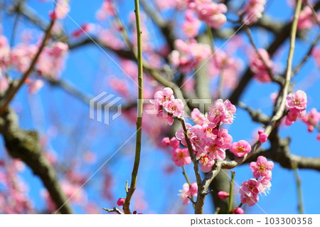 Pink plum blossoms Kochi 103300358