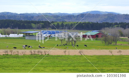 Cattle grazing from the observatory of Horonobe Visitor Center 1 Cattle grazing from the observatory of Horonobe Visitor Center 1 103301398
