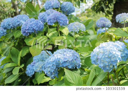 繡球花為雨季 103301539