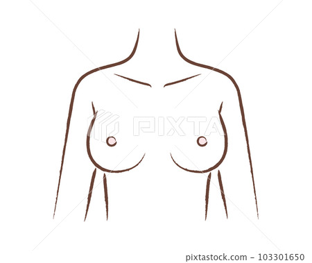 Female bust illustration / diagram Female bust illustration / diagram 103301650