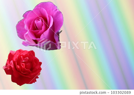 red rose petals 103302089