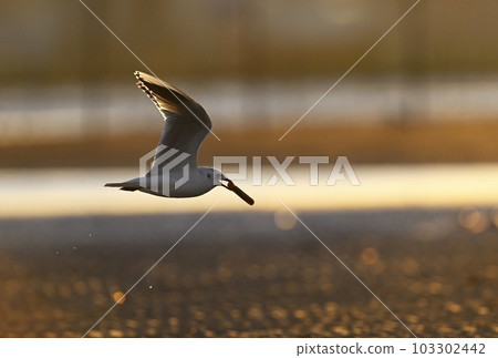 Black gull flying with a razor clam in its mouth Black gull flying with a razor clam in its mouth 103302442