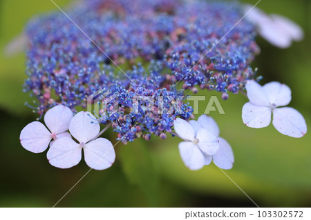 Hydrangea 0855 103302572