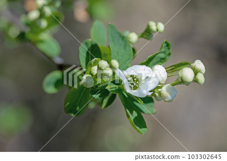 房子周圍的開花植物，不同的季節，可愛的白色花瓣，琉球梅 103302645