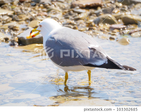 Back view of a black-tailed gull with sweets in its mouth Back view of a black-tailed gull with sweets in its mouth 103302685