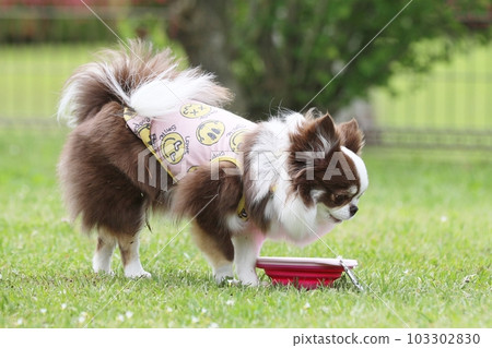 Chihuahua enjoying a dog run in early summer 103302830