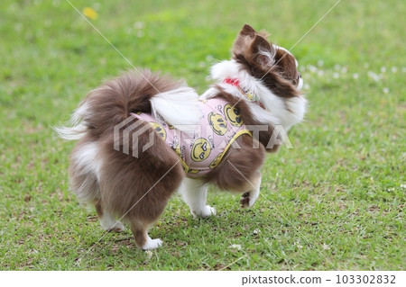 吉娃娃在初夏享受狗跑 吉娃娃在初夏享受狗跑 103302832