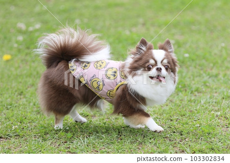 Chihuahua enjoying a dog run in early summer 103302834