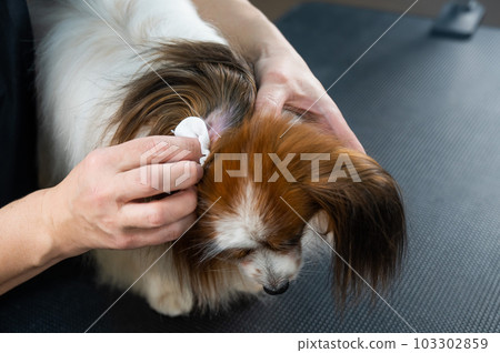 Veterinarian washing the ears of a papillon dog.  103302859