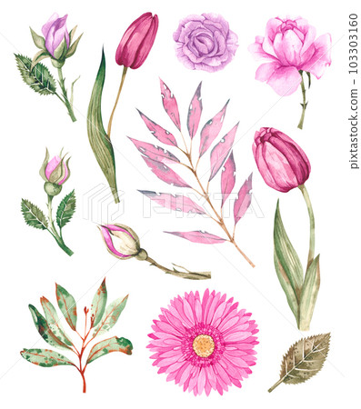 Watercolor set of pink flowers on white background Watercolor set of pink flowers on white background 103303160