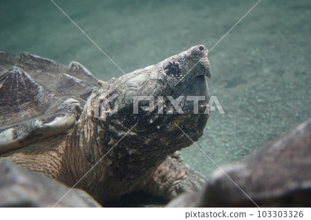 snapping turtle snapping turtle 103303326