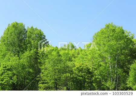 富良野市北海道新鮮的綠色森林 103303529