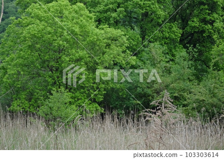 新綠季節 矢田川上游的濕地植被 新綠季節 矢田川上游的濕地植被 103303614