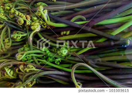 Cooking wild vegetable bracken 103303615